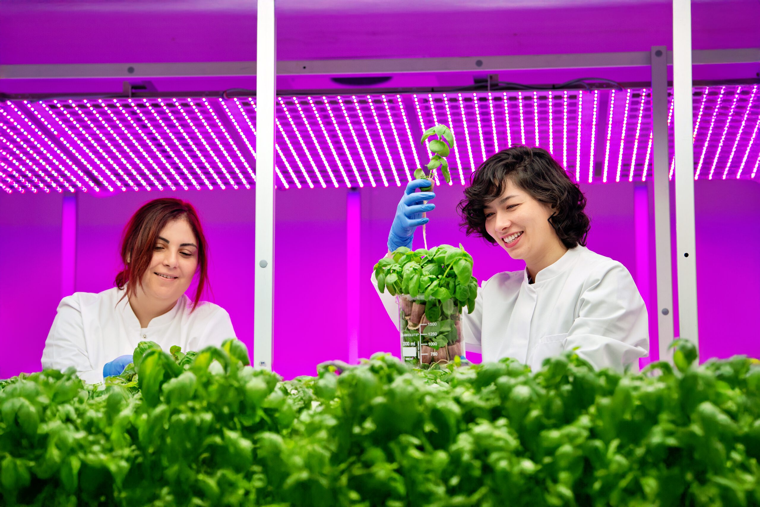 Ernte des Basilikums im Vertical Farming